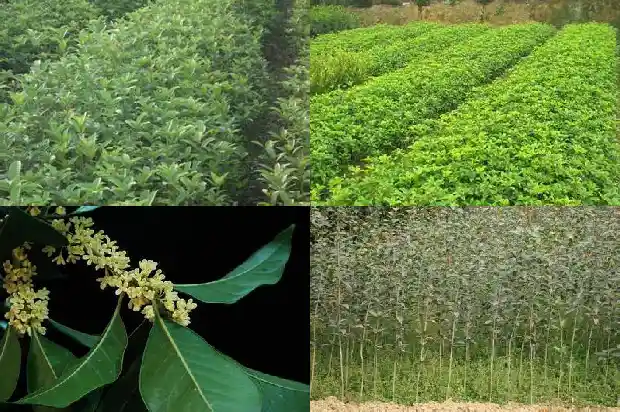 形容桂花树的香味的句子唯美1685235630373