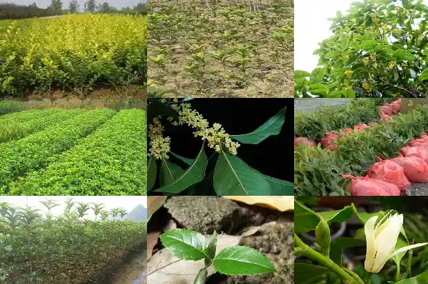 形容桂花树香味的优美句子有哪些1685235649300