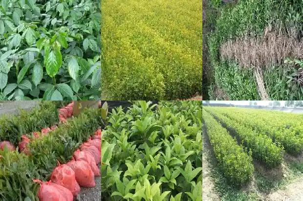 桂花喜欢的土壤ph值为多少1688607191839