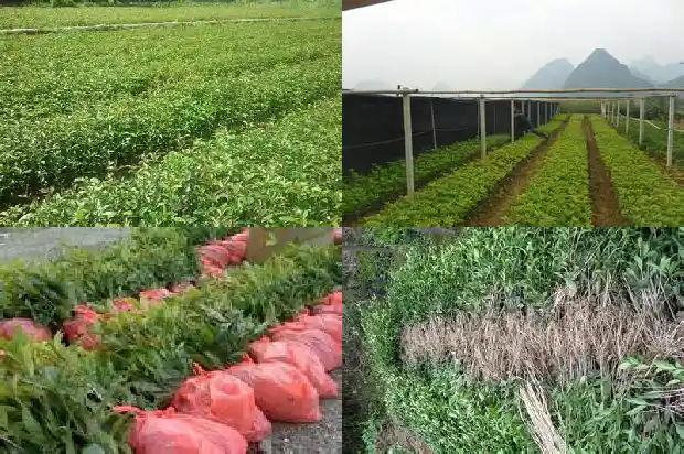 桂花树是什么气味的树叶1685235675810