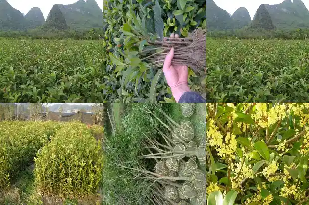 桂花树是什么气味的树叶1685235675858