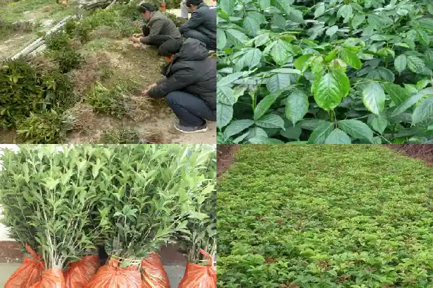 桂花树是什么气味儿的1685235687129