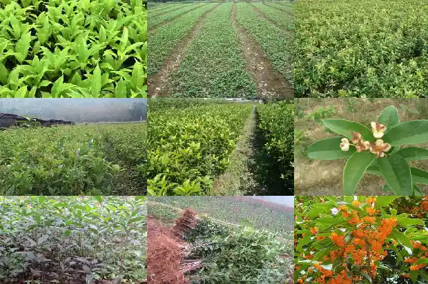 什么季节适合栽种桂花树1688862044447