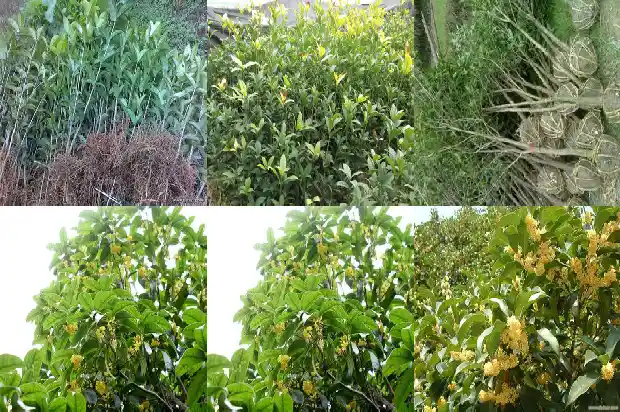 如何形容桂花树的香味好闻1685235704302
