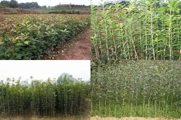 桂花叶子的特征是什么1685235728042