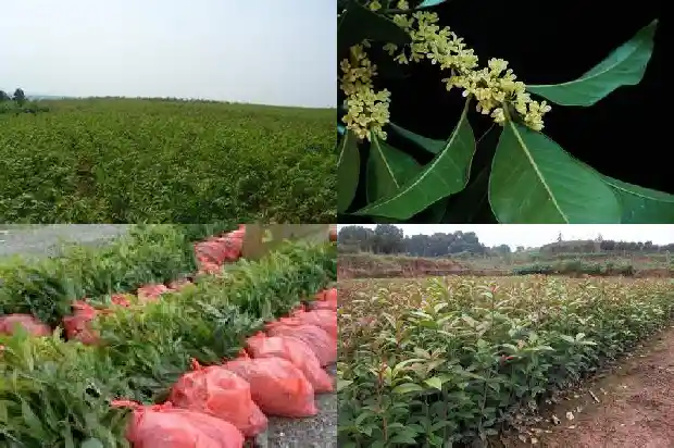 桂花叶子的特征是什么1685235728090