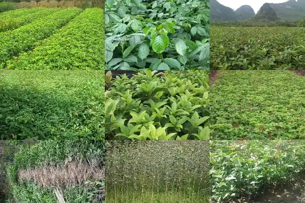 桂花是什么颜色的有什么特点呢1685235746890