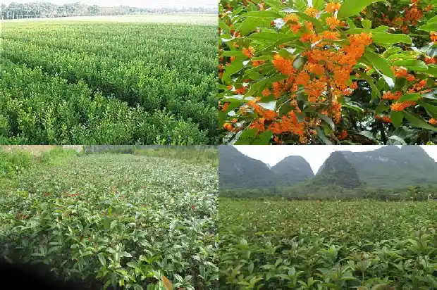 桂花有什么样的颜色1685319041390