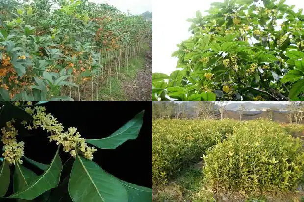 桂花有什么样的颜色1685319041485
