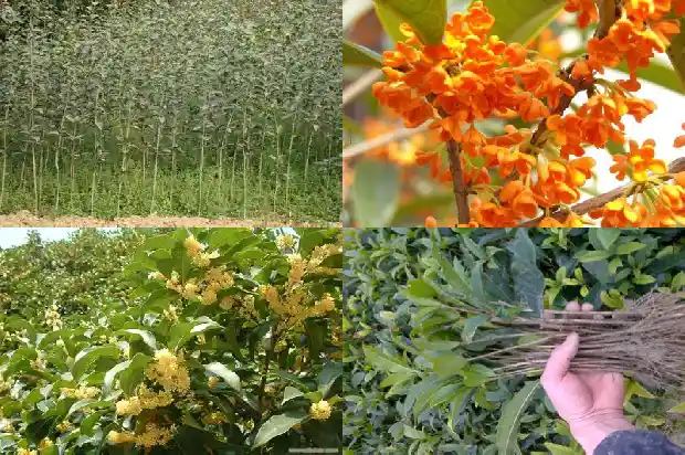 桂花的颜色分别是什么1685319110378
