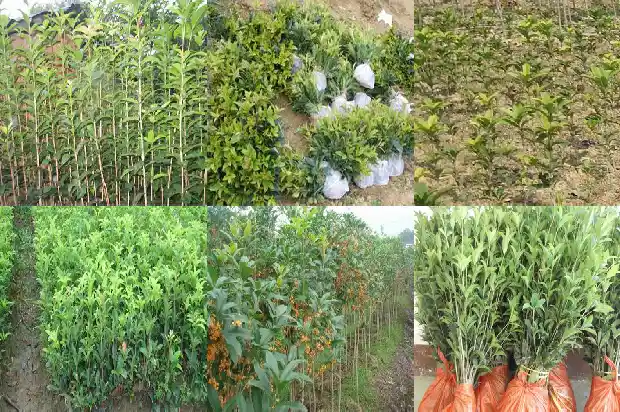 买哪种桂花树好养又好看1688692025674