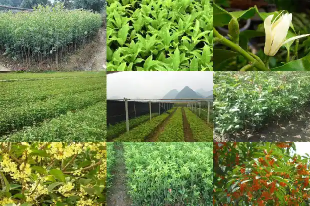 桂花树一次浇多少水合适1690072447670