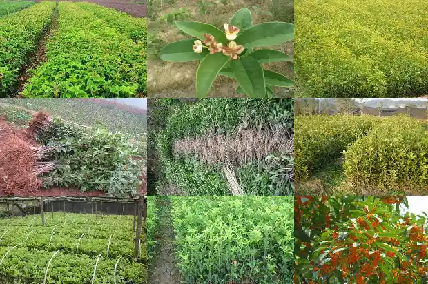 桂花叶是什么形状的1685319428143
