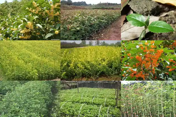 桂花叶是什么形状的1685319428191