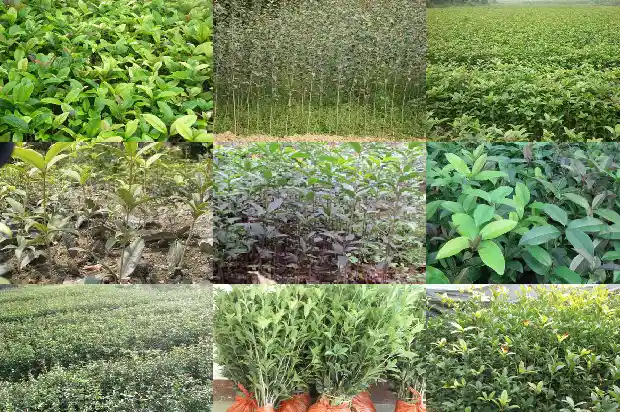 桂花树什么时间浇水1690849218917