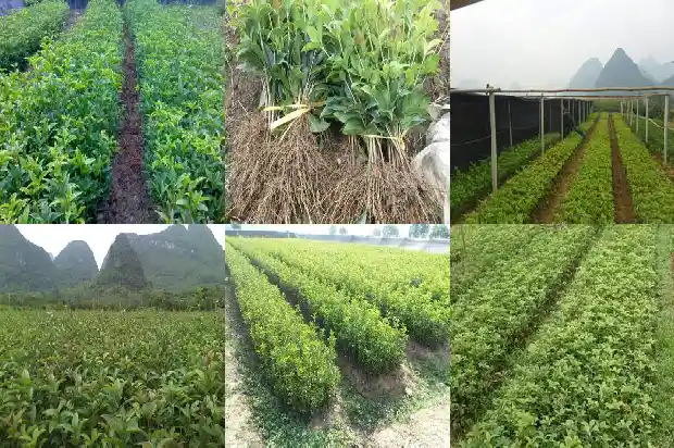 桂花叶子形状和颜色有关系吗1685319487947