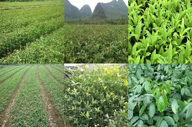桂花叶子形状和颜色有关系吗1685319487994