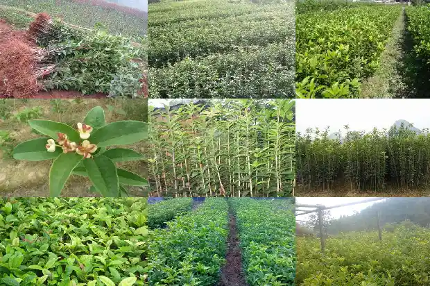 桂花叶子的颜色有几种1685319554656