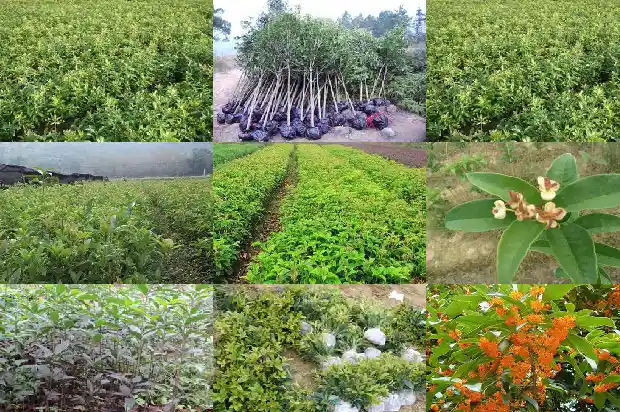 桂花叶子的颜色有几种1685319554704