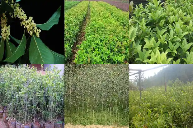 桂花叶子的颜色有几种1685319554752