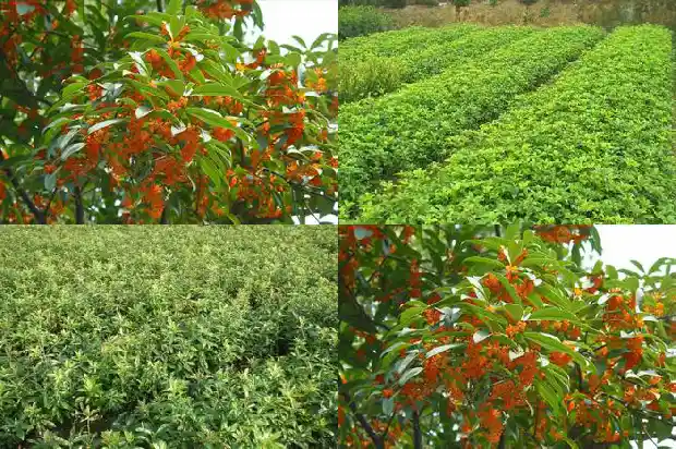 桂花叶子的颜色有几种1685319554799