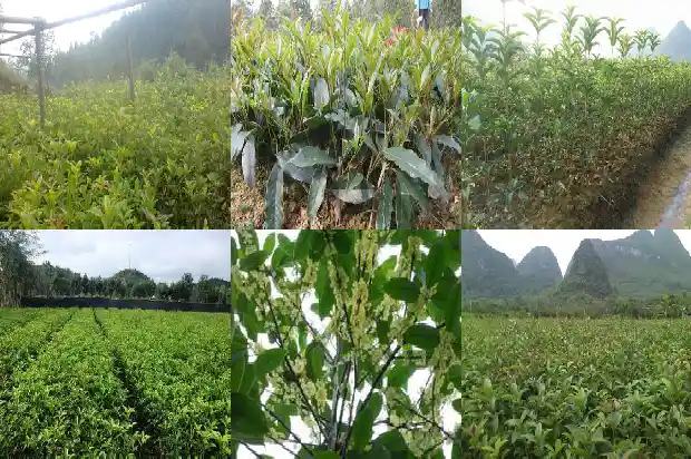 桂花叶子的颜色是什么1685319584755