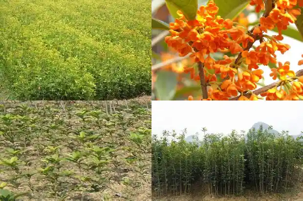 桂花叶子的颜色是什么1685319584849