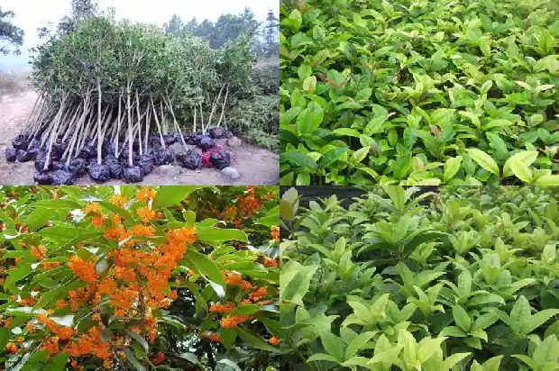 桂花叶子的颜色怎么形容1685319617741