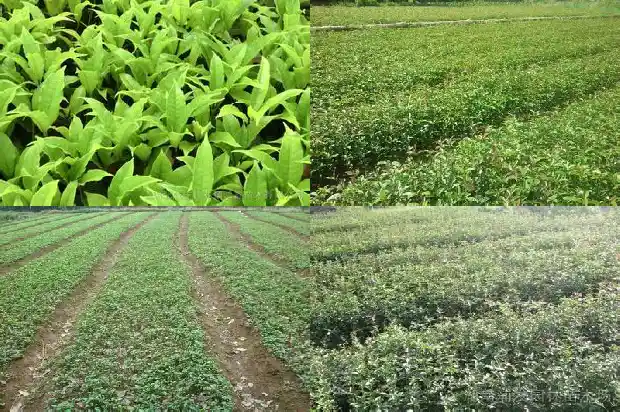 桂花树有的枝干枯萎是怎么回事1688792710387