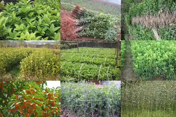 桂花树花叶是咋啦1685319675071