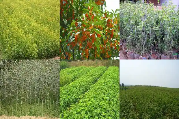 桂花树花叶是咋啦1685319675117