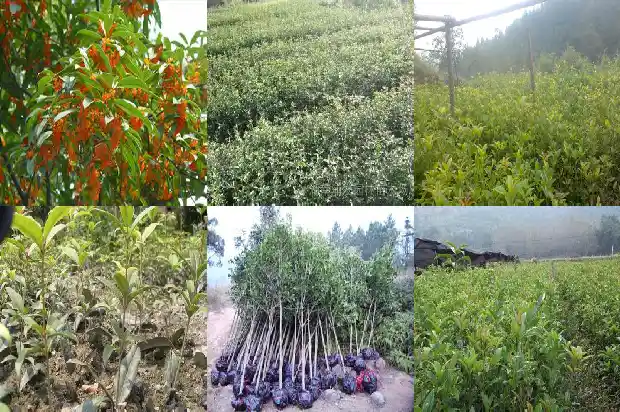 桂花树干叶尖是怎么回事1685319697157