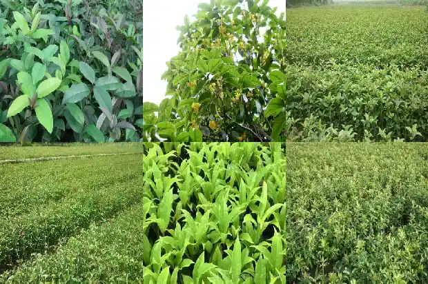桂花树叶的叶片像什么1685319712743