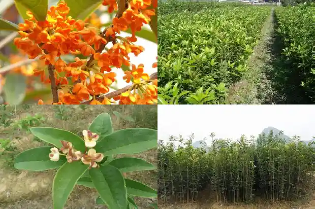 桂花树的叶子摸上去的感觉是什么样1685319736583