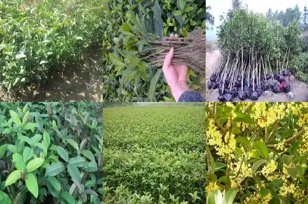 桂花酒放了三年还能喝吗1689313182474