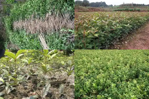 桂花树的叶子一碰就掉1685319758817