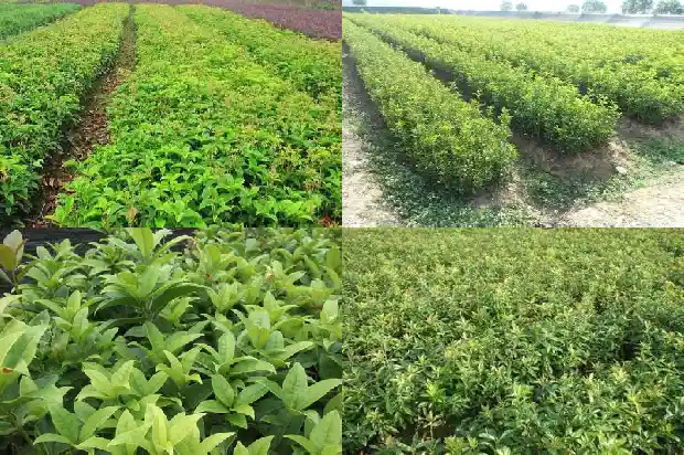 桂花树叶测量方法1685319778055