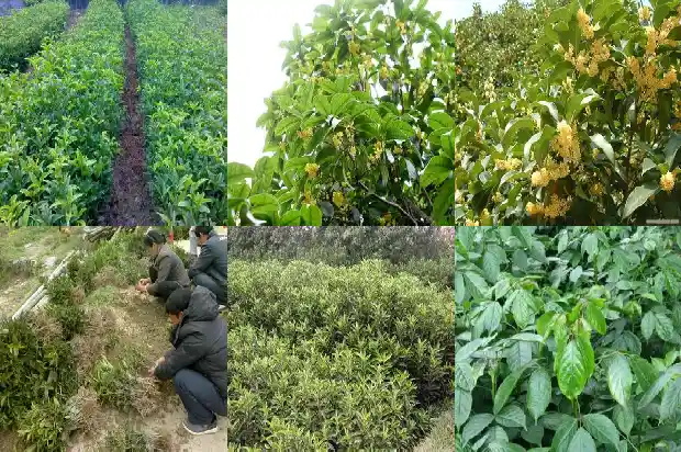 桂花树的叶子边缘像什么1685319802219