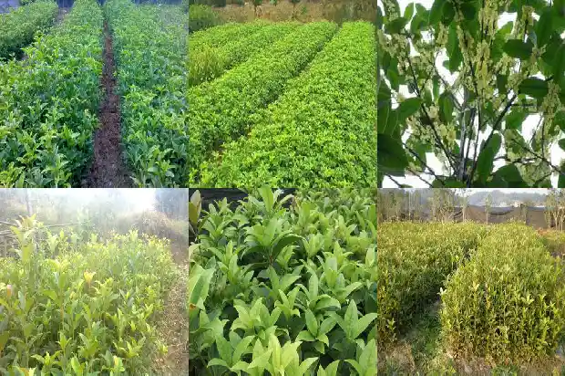 桂花树的叶子边缘像什么1685319802315
