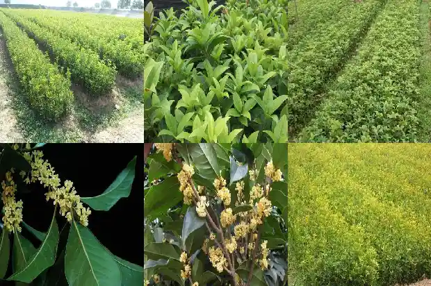 怎样种植桂花树苗最好1688861972285