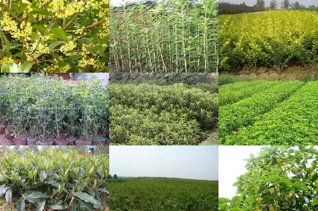 桂花酒过期了还能喝吗有毒吗1689313121586