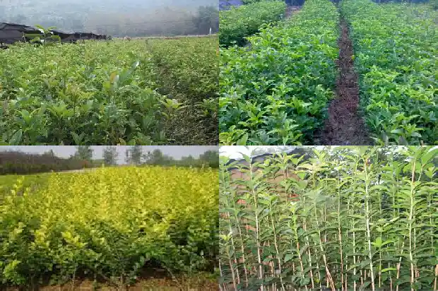 桂花树的分类和形态特征1685319918325