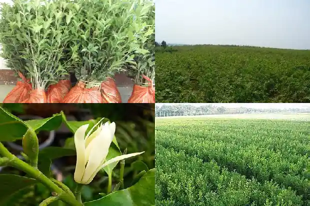 桂花树的分类和形态特征1685319918373