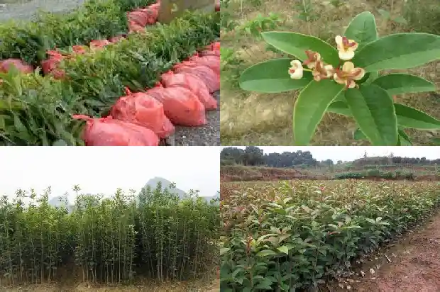 桂花树的叶子叫什么1685319992073