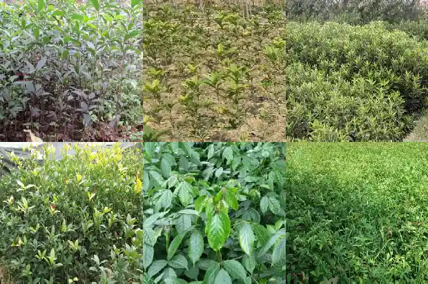 西安哪里有桂花树种植基地1690503819794