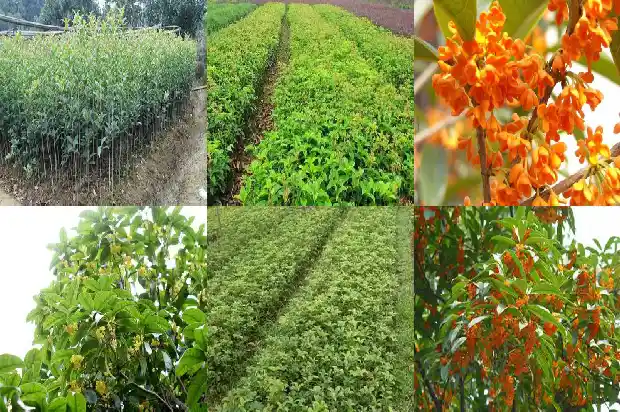 桂花的颜色是什么样子的1685320050272