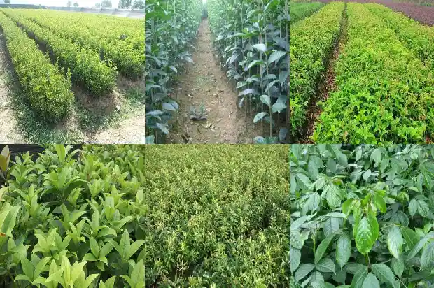 桂花的颜色是什么样子的1685320050320