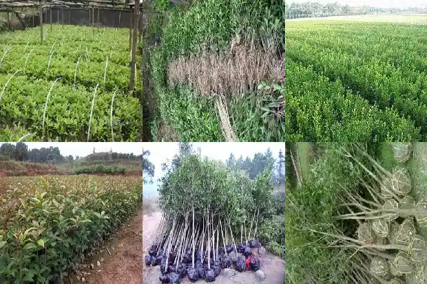 桂花的颜色是什么样子的1685320050416