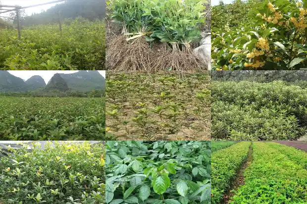 桂花叶子的特点1685320072050