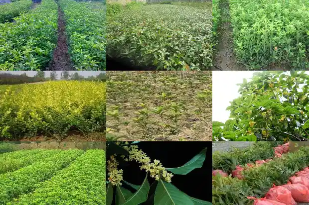 桂花叶子的特点1685320072096